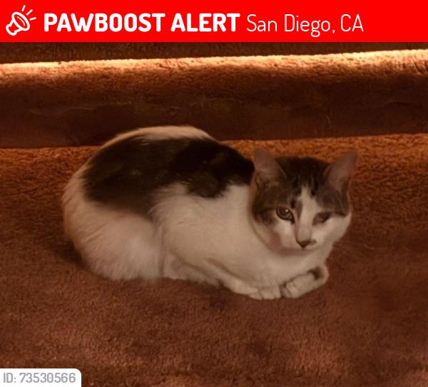 Lost Female Cat last seen Genesee, San Diego, CA 92117