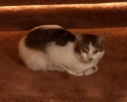 Lost Female Cat last seen Genesee, San Diego, CA 92117