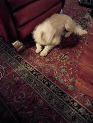 Reunited Male Dog last seen Snell rd .and blossom Hill road., San Jose, CA 95123