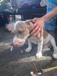 Lost Male Dog last seen Sicily's, D'Iberville, MS 39532