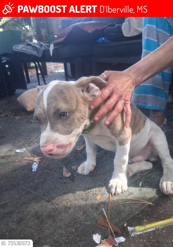 Lost Male Dog last seen Sicily's, D'Iberville, MS 39532