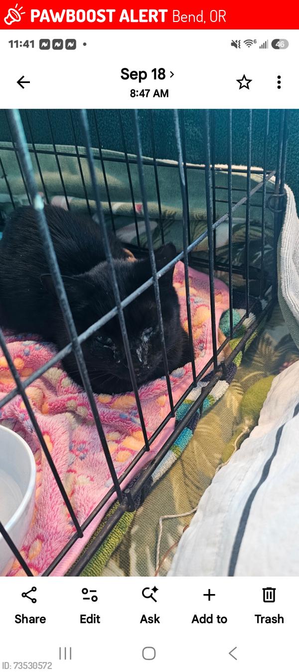 Lost Female Cat last seen Boyd Acres, Bend, OR 97701
