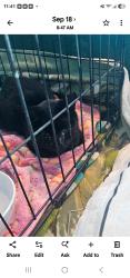 Lost Female Cat last seen Boyd Acres, Bend, OR 97701