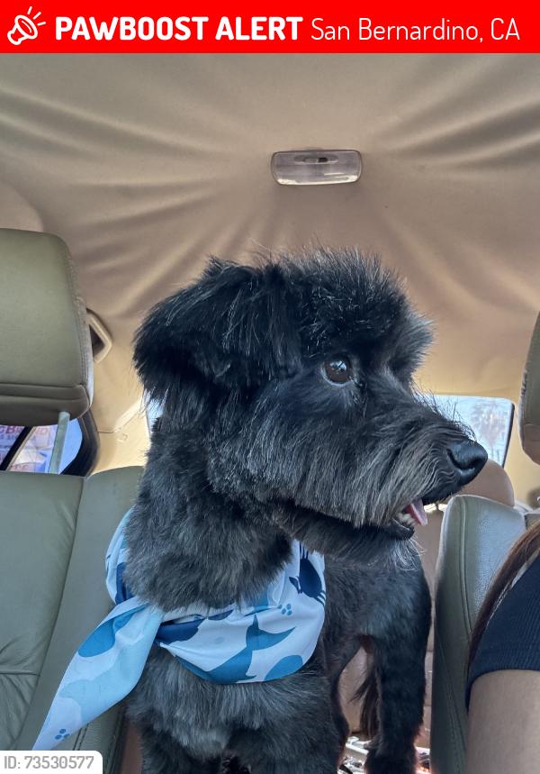 Lost Male Dog last seen E 13th st and sepulveda Avenue, San Bernardino, CA 92404