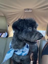 Lost Male Dog last seen E 13th st and sepulveda Avenue, San Bernardino, CA 92404