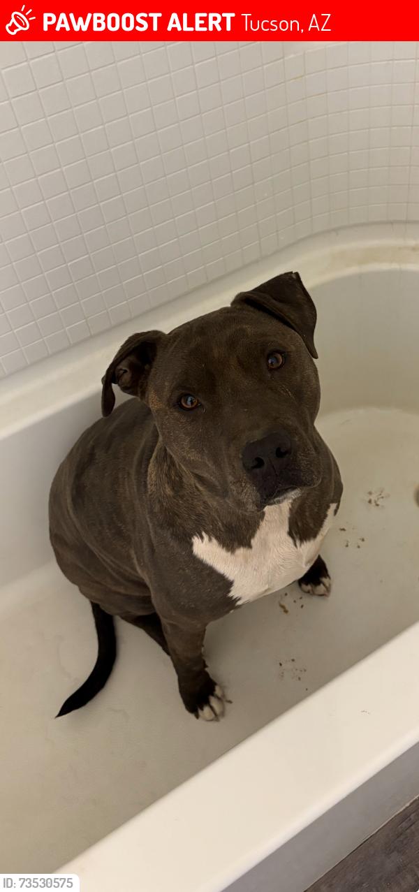 Lost Male Dog last seen Old Nogales Hwy and Summit St, Tucson, AZ 85756