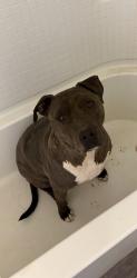 Lost Male Dog last seen Old Nogales Hwy and Summit St, Tucson, AZ 85756