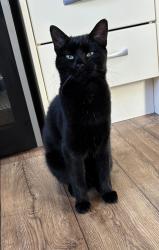 Lost Male Cat last seen Walton Way, Devon, England 
