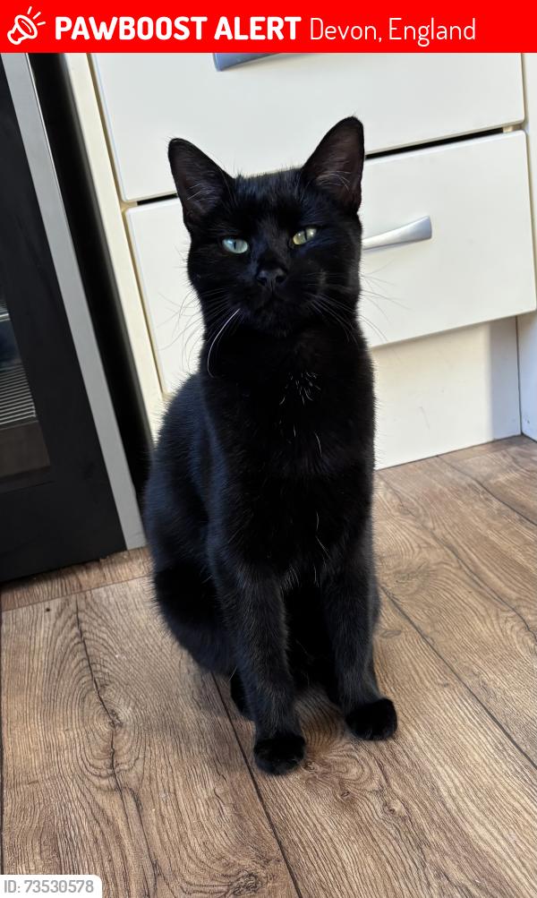 Lost Male Cat last seen Walton Way, Devon, England 