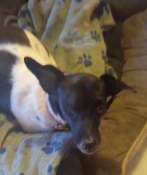 Lost Female Dog last seen Pines West, Oakland Park, FL 33309