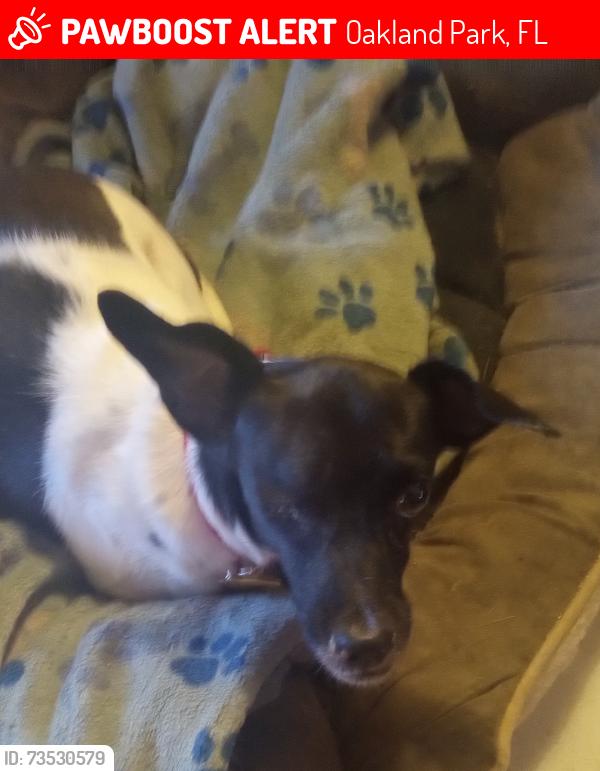 Lost Female Dog last seen Pines West, Oakland Park, FL 33309