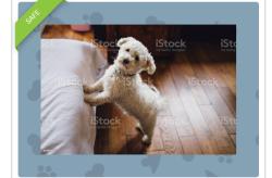 Reunited Male Dog last seen Snell rd .and blossom Hill road., San Jose, CA 95136