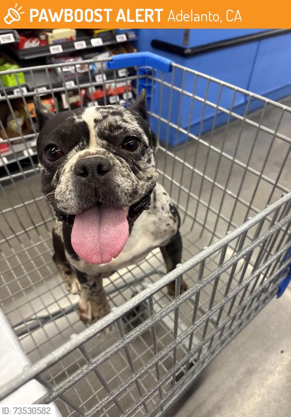 Found/Stray Unknown Dog last seen Christopher and star street, Adelanto, CA 92301