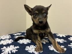 Shelter Stray Female Dog last seen , 38550 Sierra Hwy, Palmdale, CA 93550, USA