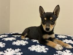 Shelter Stray Female Dog last seen , 38550 Sierra Hwy, Palmdale, CA 93550, USA