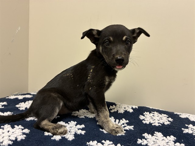 Shelter Stray Female Dog last seen , 38550 Sierra Hwy, Palmdale, CA 93550, USA