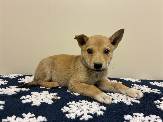 Shelter Stray Male Dog last seen , 38550 Sierra Hwy, Palmdale, CA 93550, USA