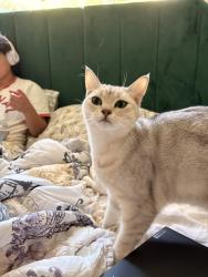 Lost Female Cat last seen 122nd, Portland, OR 97266