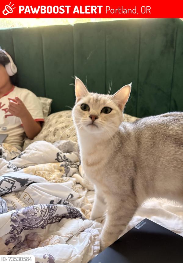 Lost Female Cat last seen 122nd, Portland, OR 97266
