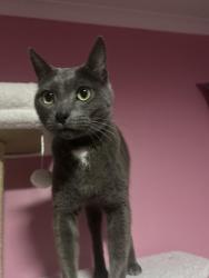Lost Female Cat last seen next to road, Salisbury Heights, SA 5109