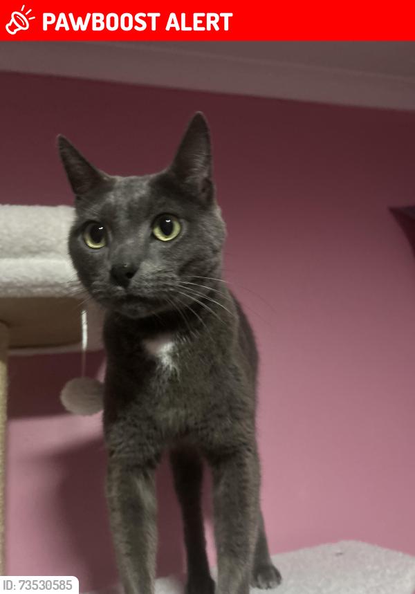 Lost Female Cat last seen next to road, Salisbury Heights, SA 5109