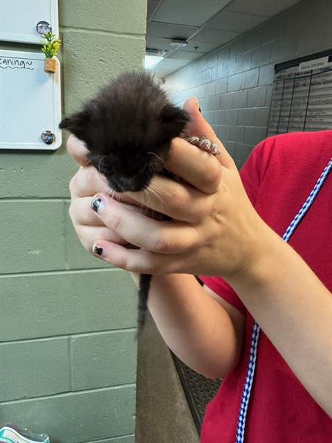 Shelter Stray Female Cat last seen Near BLOCK FREE AVE, 2020 Forest St, Jacksonville, FL 32204, USA