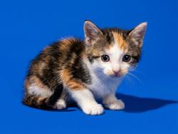 Shelter Stray Female Cat last seen MCGREGOR DR, 2020 Forest St, Jacksonville, FL 32204, USA