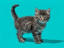 Shelter Stray Male Cat last seen MCGREGOR DR, 2020 Forest St, Jacksonville, FL 32204, USA