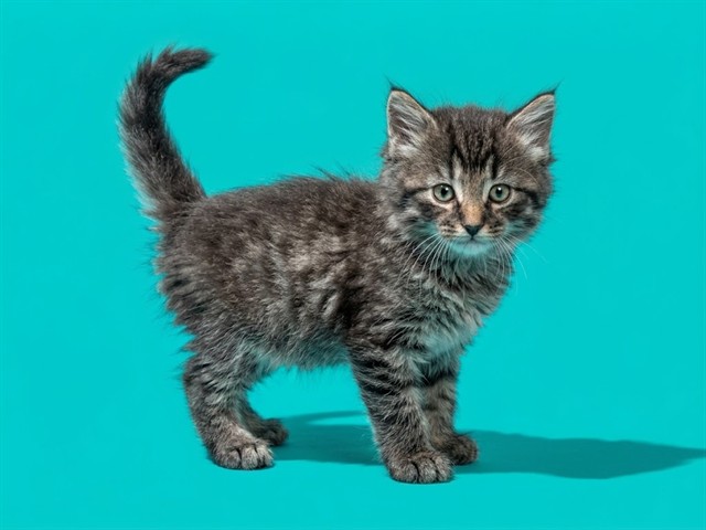 Shelter Stray Male Cat last seen MCGREGOR DR, 2020 Forest St, Jacksonville, FL 32204, USA