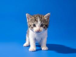 Shelter Stray Female Cat last seen MCGREGOR DR, 2020 Forest St, Jacksonville, FL 32204, USA