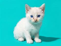Shelter Stray Female Cat last seen MCGREGOR DR, 2020 Forest St, Jacksonville, FL 32204, USA
