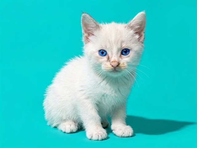 Shelter Stray Female Cat last seen MCGREGOR DR, 2020 Forest St, Jacksonville, FL 32204, USA