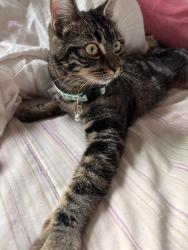 Lost Female Cat last seen Sw 344th ct, Federal Way, WA 98023