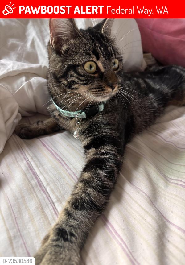 Lost Female Cat last seen Sw 344th ct, Federal Way, WA 98023