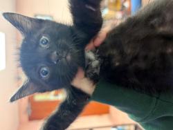 Shelter Stray Female Cat last seen Near BLOCK BLOSSOM ST, 127 Humane Ln, Columbia, SC 29201, USA