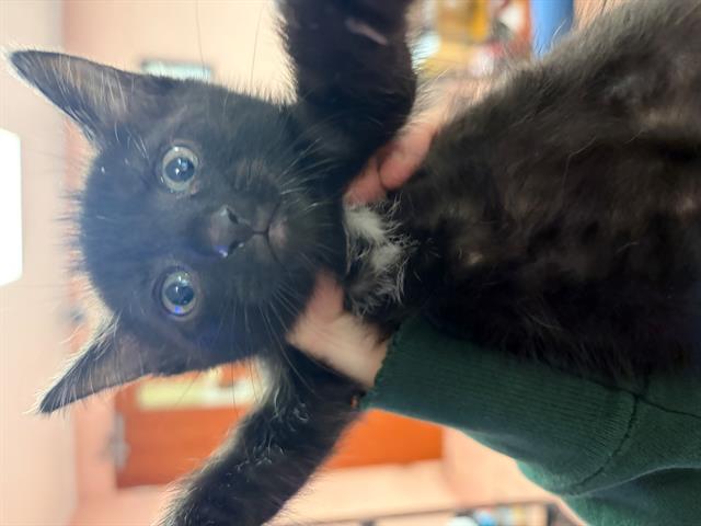 Shelter Stray Female Cat last seen Near BLOCK BLOSSOM ST, 127 Humane Ln, Columbia, SC 29201, USA