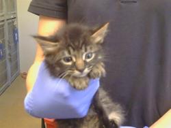 Shelter Stray Male Cat last seen WILTON RD/COSUMNES RD, 95693, 3839 Bradshaw Rd, Sacramento, CA 95827, USA