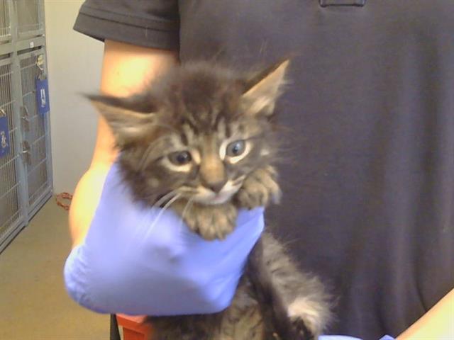 Shelter Stray Male Cat last seen WILTON RD/COSUMNES RD, 95693, 3839 Bradshaw Rd, Sacramento, CA 95827, USA