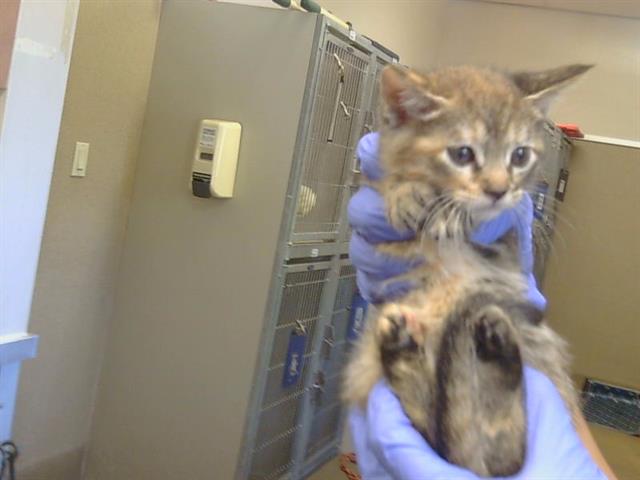 Shelter Stray Female Cat last seen WILTON RD/COSUMNES RD, 95693, 3839 Bradshaw Rd, Sacramento, CA 95827, USA
