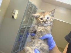 Shelter Stray Female Cat last seen WILTON RD/COSUMNES RD, 95693, 3839 Bradshaw Rd, Sacramento, CA 95827, USA