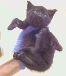 Shelter Stray Male Cat last seen RINETTI WAY/EVCAR WAY, 95673, 3839 Bradshaw Rd, Sacramento, CA 95827, USA