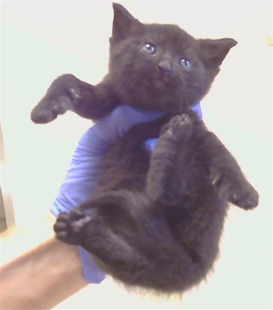 Shelter Stray Male Cat last seen RINETTI WAY/EVCAR WAY, 95673, 3839 Bradshaw Rd, Sacramento, CA 95827, USA