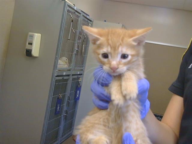 Shelter Stray Male Cat last seen WILTON RD/COSUMNES RD, 95693, 3839 Bradshaw Rd, Sacramento, CA 95827, USA