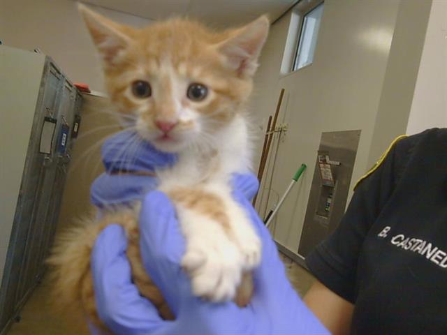 Shelter Stray Male Cat last seen WILTON RD/COSUMNES RD, 95693, 3839 Bradshaw Rd, Sacramento, CA 95827, USA