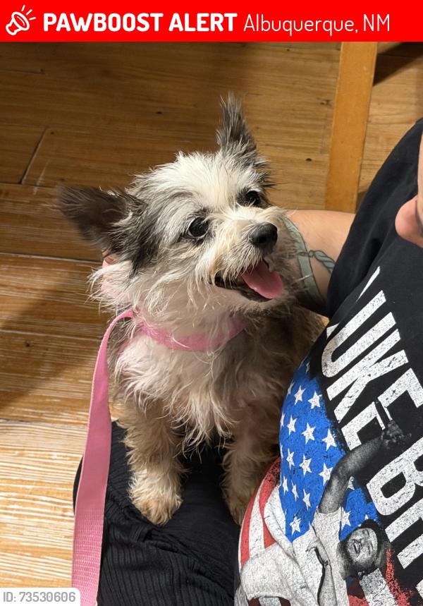 Lost Female Dog last seen 98th and central, Albuquerque, NM 87121