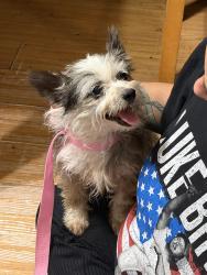 Lost Female Dog last seen 98th and central, Albuquerque, NM 87121