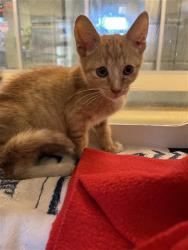 Shelter Stray Male Cat last seen Near BLOCK N KIRBY ST, HEMET, CA, 581 S Grand Ave, San Jacinto, CA 92582, USA