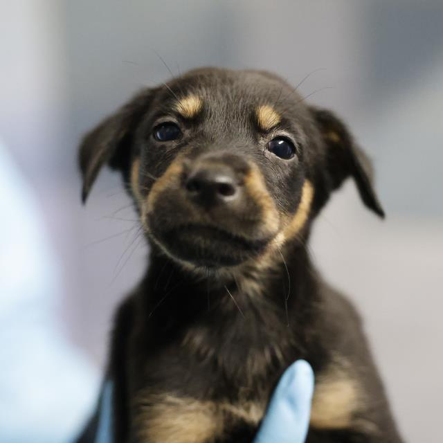 Shelter Stray Female Dog last seen Near BLOCK HERMINE BLVD, 4710 TX-151, San Antonio, TX 78227, USA