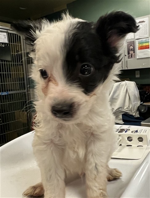 Shelter Stray Male Dog last seen Near BLOCK N YALE ST, HEMET CA 92544, 581 S Grand Ave, San Jacinto, CA 92582, USA