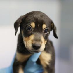 Shelter Stray Female Dog last seen Near BLOCK HERMINE BLVD, 4710 TX-151, San Antonio, TX 78227, USA